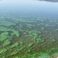 EKOMAR: "Cvetanje" algi opasno po sve korisnike akumulacije Gruža