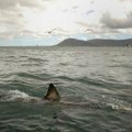 Džinovska ajkula u Jadranskom moru! Može da naraste do 8 metara, slika osvanula na mrežama