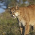 Tragedija u Kaliforniji: Planinski lav ubio mladića (21) i povredio njegovog mlađeg brata