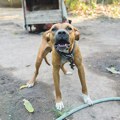 Staford se otrgao, pa izujedao momka koji je branio svog korgija Novi detalji užasa na Ceraku: Teško povređeni mladić dalje…