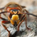 Subotičani se uspaničili zbog džinovskog insekta, ali se desio obrt: Ispostavilo se da nije u pitanju stršljen!