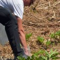U Srbiji se pojavila biljka koja može da izazove opekotine na koži, posebno opasna za decu