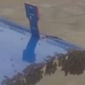 (Видео) Авион није могао да полети због пчела: Необичан инцидент у Индији: Рој слетео на врата товарног простора, реаговали и…