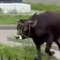Građani snimili bika u centru grada, snimci preplavili mreže Policija traga za vlasnikom (video)