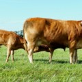 Osetio je neobično mnogo nogu, ne sluteći šta se unutra krije Samouki veterinar otelio kravu – svet ugledale četvorke: Deki…