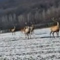 Jeleni se vratili na Vršačke planine posle 60 godina (VIDEO)