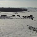 Evo kako izgleda zima u jednom od najlepših rezervata Srbije: Oko 1.000 grla stoke u prirodi i magarice za mleko i čuveni sir