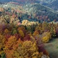 Šume NP Tara nominovane za UNESCO listu: „Bukva je preživela ledeno doba, ona je najznačajnija evropska vrsta“ (VIDEO)