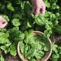 Bolje nego sa pijace: Kako uzgajati spanać kod kuće za brz i svež rod - ne može lakše.