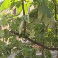 Javor vraćen na Dorćol: Da li je filmska scena opravdanje za (privremeno) uklanjanje stabla starog 12 godina