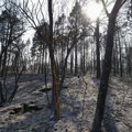 Deliblatska peščara pred potpunim gašenjem: Požar lokalizovan, 500 ljudi i 200 vozila i dalje na terenu