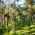 Javna rasprava o zakonu o reproduktivnom materijalu šumskog drveća do 8. oktobra