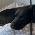 Ako se pas trza dok spava to znači samo jedno Stručnjaci objasnili šta mu se u tom trenutku dešava