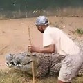 Užas u zoo vrtu! Ogromni krokodil ščepao radnika za nogu, turisti panično vrištali i dozivali pomoć