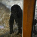 FOTO, VIDEO: Beba gorile spasena iz tovarnog prostora aviona, oporavlja se u zoo vrtu u Istanbulu