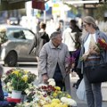 Ministarstvo poljoprivrede: U Srbiji se 90 odsto gerbera uvozi, ima potencijal da se gaji kod nas