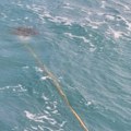 Surfer doživeo horor na moru Primetio da štap pluta u vodi, kada je video šta visi na njemu, zanemeo od šoka! (video)