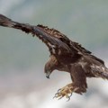 Bio je nepomičan kraj puta, nije mogao da leti: Građani spasili jedinu ovogodišnju nadu surih orlova sa Rtnja