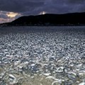 Na obalama Japana isplivale tone uginulih riba