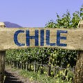Preporuka Forbes za 10 ukusnih čileanskih vina