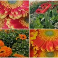 Nije kasno da procvetamo Srbija uvozi 90% gerbera, oglasilo se Ministarstvo poljoprivrede: Ima potencijala da ih sami uzgajamo