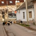 Mitrovica konačno rešava problem pasa: Grad planira azil, sterilizaciju i kazne za one koji napuštaju životinje!
