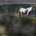 Veterinar stradao u Hrvatskoj: Kobila ga udarila nogom