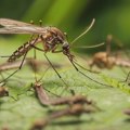Kod jednog komarca u beogradskoj opštini Čukarica detektovan genom virusa Zapadnog Nila