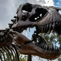 Analiza fosilnih zuba pokazala da je tiranosaurus reks bio toplokrvan