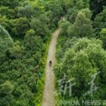 Kina objavila plan reforme za sistem kolektivno posedovanja šuma