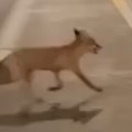 Nezapamćen prizor na Dorćolu Lisica čeka zeleno svetlo, pa prelazi ulicu (video)