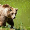 Usled klimatskih promena i blagih zima, neki medvedi u Srbiji preskaču „zimski san“