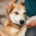 Ako vidite žutu povređenu kucu javite Milici: Pregažen je kolima, cvileo je... Ona želi da pomogne
