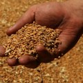 Pšenica dominira Produktnom berzom: Promet robe raste, soja ostaje pasivna