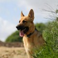 "Jer on to zaslužuje" Slika jednog vučjaka i njegove kućice obilazi region! Jedni se krste, drugi ih kude: "Kod dobrog…