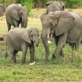 Slon ubio dve turistkinje u Zambiji