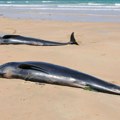 Nešto strašno se dešava sa kitovima i delfinima, naučnici su zbunjeni i nemaju objašnjenje