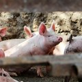Afrička svinjska kuga pojavila se na farmi Belja