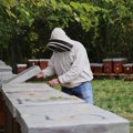 Podrška pčelarima iz vršačkog BUDžETA Četiri miliona dinara ide za košnice