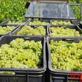 U Kraljevim vinogradima tradicija se ne prekida, radi se na kvalitetu a ne kvantitetu (FOTO, VIDEO)