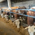 Veterinarski institut ‘Kraljevo’ imenovan za svetsku Referentnu laboratoriju za kvrgavu kožu krava