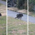 Džimoti, neobični rakun koji je osvojio internet