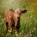 Najskuplje japanske vagi krave po prvi put uzgajaju se i u Srbiji