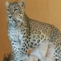 Janga nova simbina ljubav: Na Paliću spasavaju persijske leoparde od izumiranja