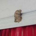 Žena u stanu u Smederevu ugledala ovo čudno gnezdo i preplašila se: "Tu niko ne boravi"