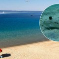 "Urlala je od bolova": Upozorenje za sve Srbe koji trenutno letuju u Grčkoj - snimljena riba pauk, opasna je!