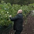 "Našim vinogradima rani sneg i niske temperature nisu nanele štetu" Vinogradari u Majdevu kod kod Leposavića: Sve je odrađeno…