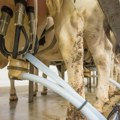 FOTO: Farmeri širom Srbije prosipali mleko jer su im prevoznici otkazali prevoz do mlekara