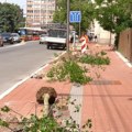 Obnova drvoreda u Voždovoj – posađeno 19 likvidambara
