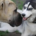 5 neustrašivih rasa pasa: Neverovatno hrabre, ne plaše se ničega i štite porodicu po svaku cenu